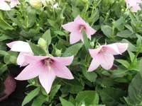 DSCI0290 (2).webp