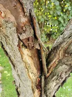 IMG_20201018_094915.webp