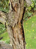 IMG_20201018_094928.webp