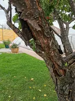 IMG_20201018_094946.webp