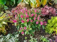 IMG_20201018_094132.webp