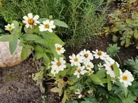 IMG_20201018_094219.webp