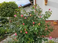 IMG_20201018_094531.webp