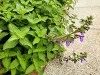 IMG_20201018_094827.webp