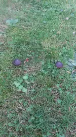 Pilze2.jpg