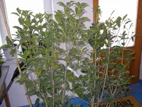 19_10_2020_Osmanthus_Aurantiacus (6).webp