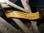 19_10_2020_Osmanthus_Aurantiacus (7).JPG