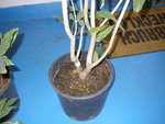 19_10_2020_Osmanthus_Aurantiacus (9).JPG