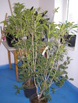 19_10_2020_Osmanthus_Aurantiacus (10).JPG