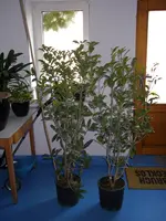 19_10_2020_Osmanthus_Aurantiacus (11).webp