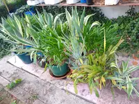DSC01336.webp