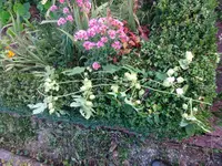 DSC01337.webp