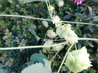 DSC01339.webp