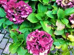 IMG_20201018_145917_1.jpg