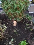 IMG_20201020_080712.jpg