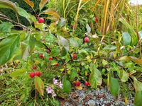 DSCF4249 (2).webp