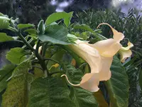 Brugmansia_2020-10_01.webp