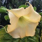Brugmansia_2020-10_02.jpg