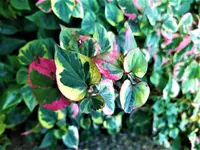 IMG_20201020_112227_2.webp