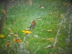 DSCF4253 (2).JPG