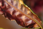 IMG_8238.JPG