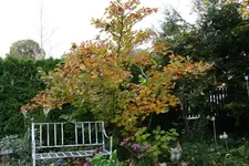 Okt.  4520.webp