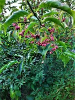 IMG_20200917_161344_3.jpg