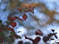 image009.webp