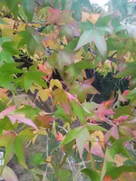 20201024_163213.webp