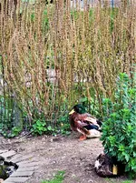 IMG_20200916_132709_2.jpg