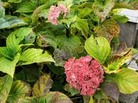 IMG_20201025_103522.webp