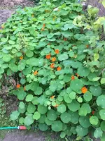 Kapubasil.webp