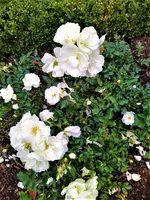 IMG_20201025_144932_1.webp