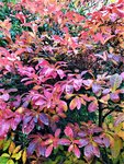 IMG_20201025_150437.jpg