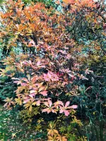 IMG_20201025_150146_1.webp