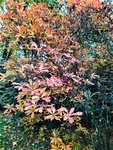 IMG_20201025_150146_1.jpg