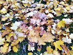 IMG_20201025_150545_1.jpg