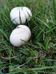 IMG_20201026_165347.jpg