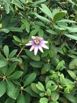 Passiflora Passionsblume_1.jpg