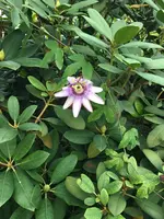 Passiflora Passionsblume_1.webp