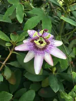 Passiflora Passionsblume_2.webp