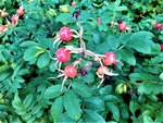IMG_20200910_120955_1.jpg