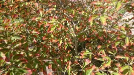 DSC_1136 (4).webp