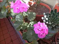 c016.webp