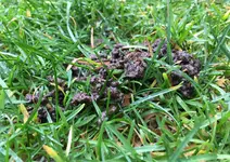 Rasen_Regenwurm-Kot.webp Rasen_Regenwurm-Kot.webp