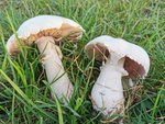IMG_20201028_155428.jpg