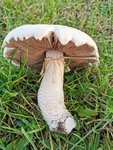IMG_20201028_155649.jpg