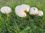IMG_20201028_160029.jpg