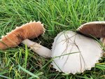 IMG_20201028_155605.jpg