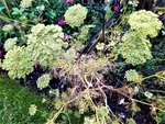 IMG_20200910_114041_1.jpg